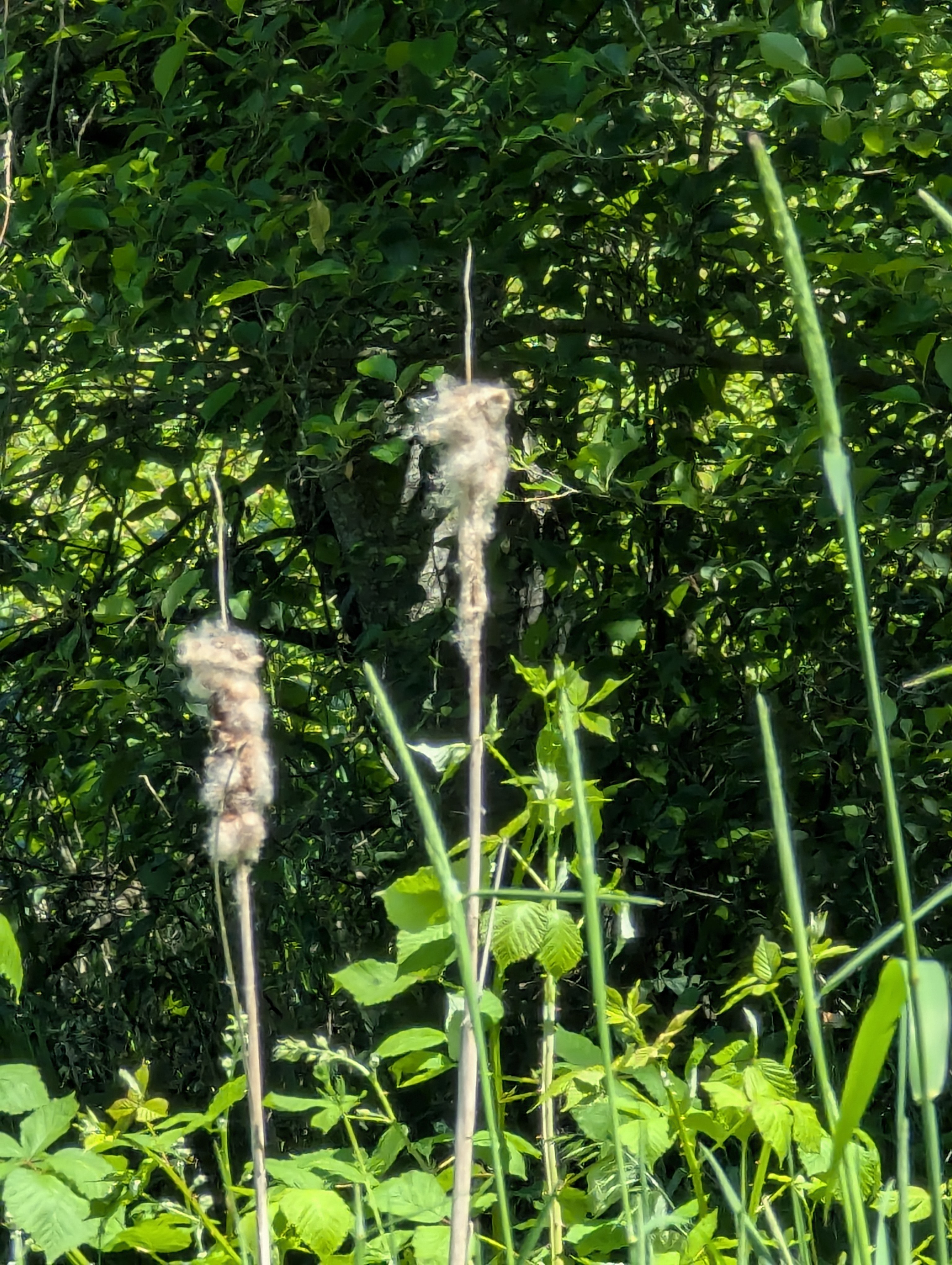 Birthday Trip to Canada, Delta, Burns Bog, Vancouver, British Columbia